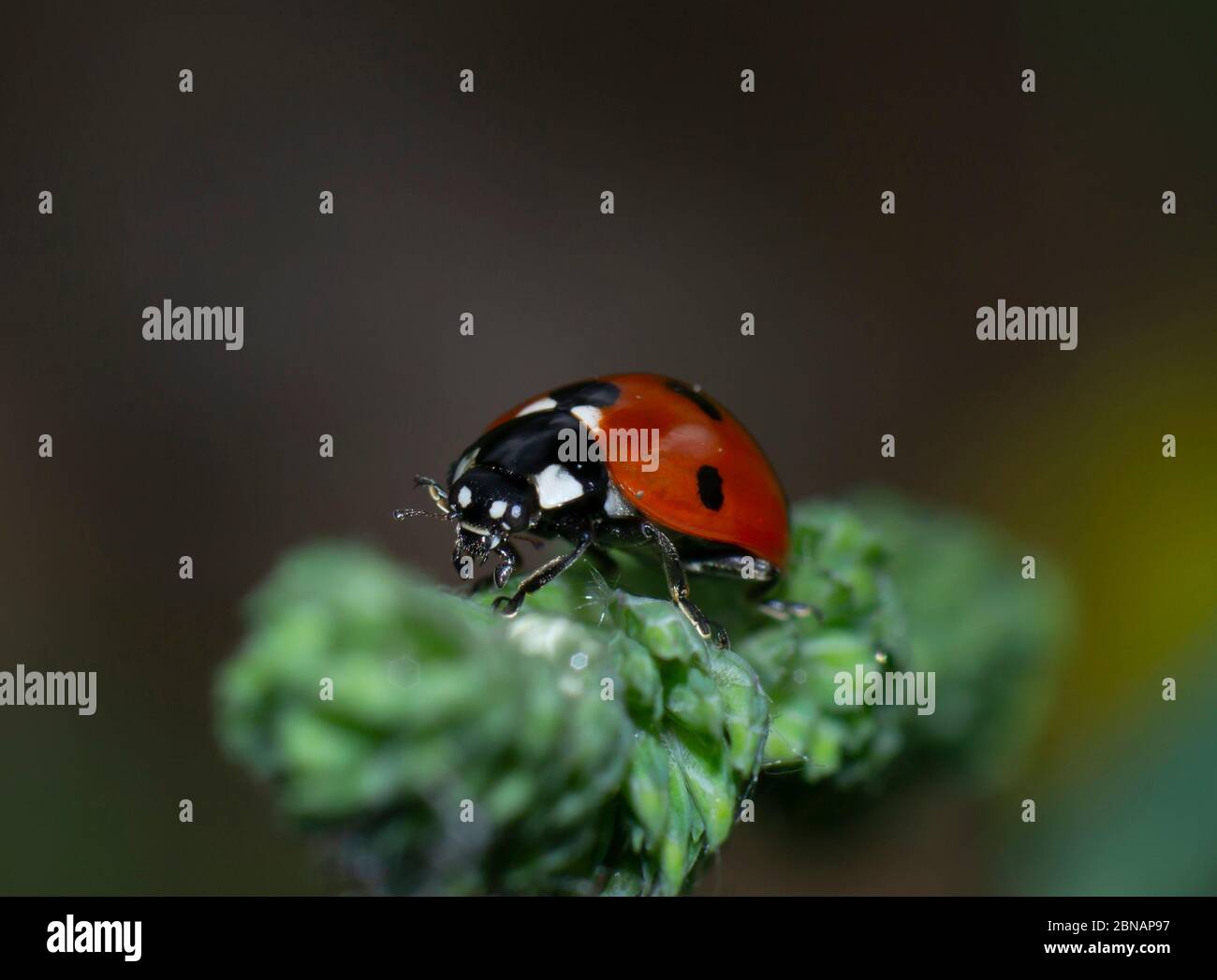 primo piano di un ladybird a sette punti, coccinella settem punctata, su una lama di erba Foto Stock