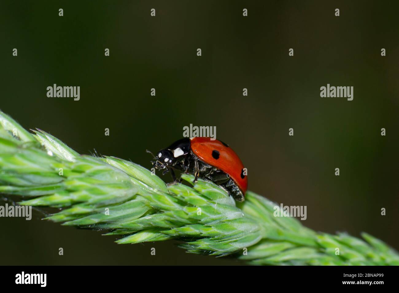 primo piano di sette punti ladybird che salgono una lama di erba in un'immagine di messa a fuoco selettiva Foto Stock