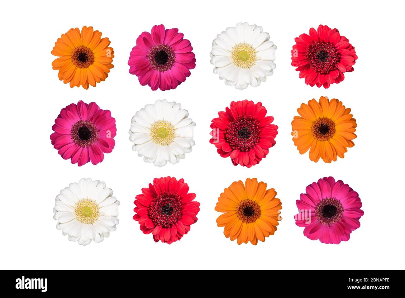 Set di fiori di gerbera colorati isolati su bianco. Foto Stock