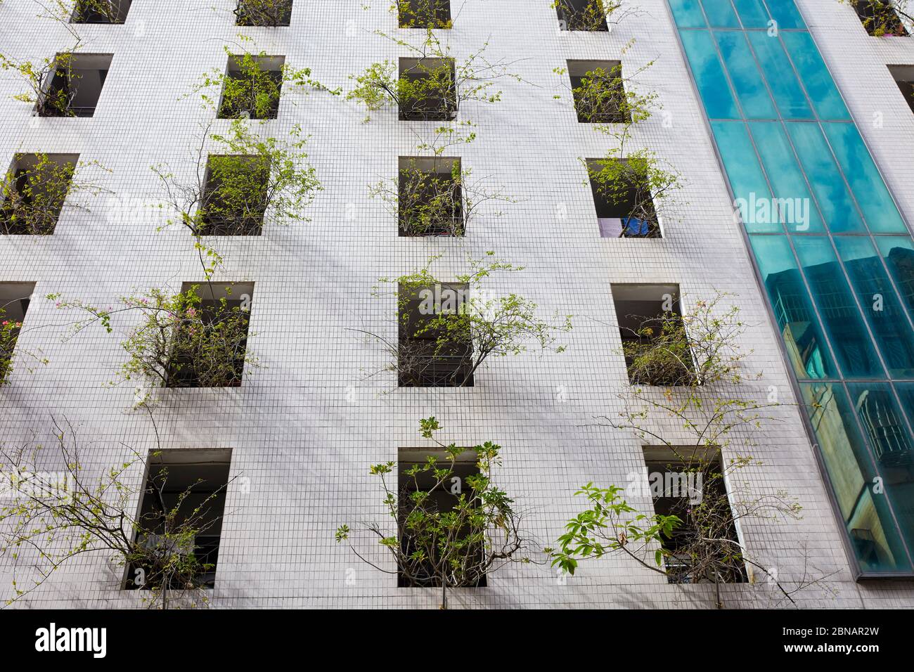 Gli alberi viventi che crescono dalle finestre di un moderno edificio a più piani. Macao, Cina. Foto Stock