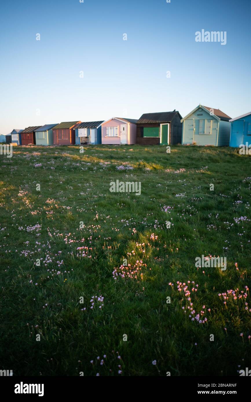 Portland Bill, Dorset, Regno Unito. 14 MAGGIO 2020. Regno Unito Meteo. Sea Thrift e un'alba croccante e chiara giù sulla costa sud di Dorset. Credito: DTNews/Alamy Live Foto Stock