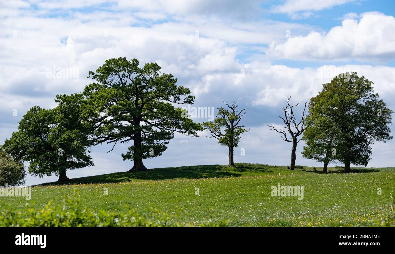 Una fila di alberi antichi sullo skyline di un campo nel Worcestershire, Regno Unito, tutti a foglia intera durante la primavera. Foto Stock
