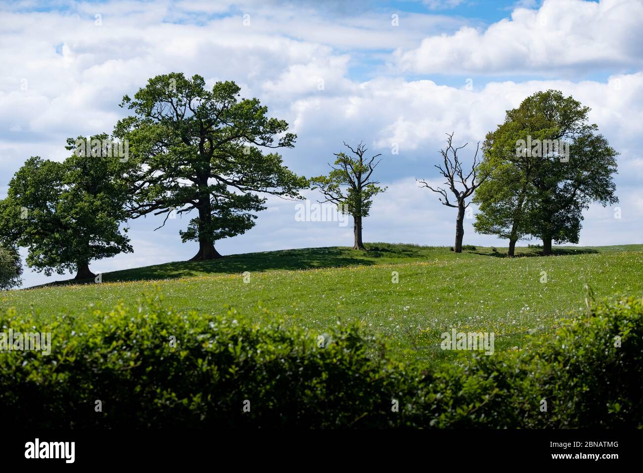 Una fila di alberi antichi sullo skyline di un campo nel Worcestershire, Regno Unito, tutti a foglia intera durante la primavera. Foto Stock