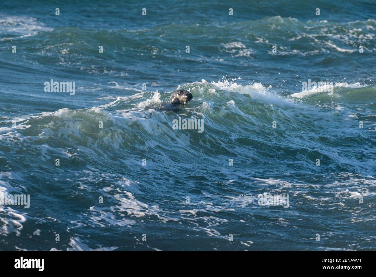 Portland Bill, Dorset, Regno Unito. 14 MAGGIO 2020. Regno Unito Meteo. Foca nuotare e la caccia per il cibo sulla costa meridionale del Dorset. Credito: DTNews/Alamy Live Foto Stock