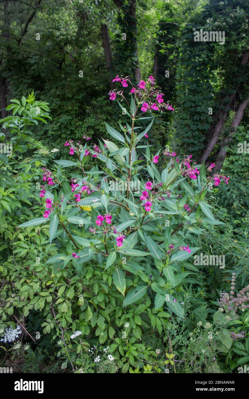 Fiori rosa di Himalayan Balsam, nome latino Impatiens glandulifera, a Stara planina, nella Serbia sudorientale Foto Stock