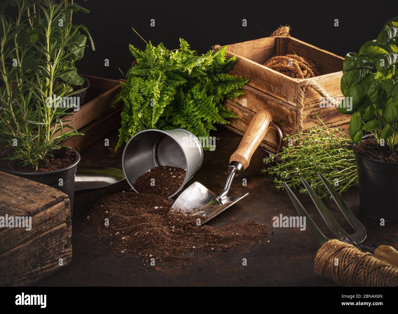 Concetto di hobby del giardinaggio con utensili ed erbe su sfondo scuro Foto Stock