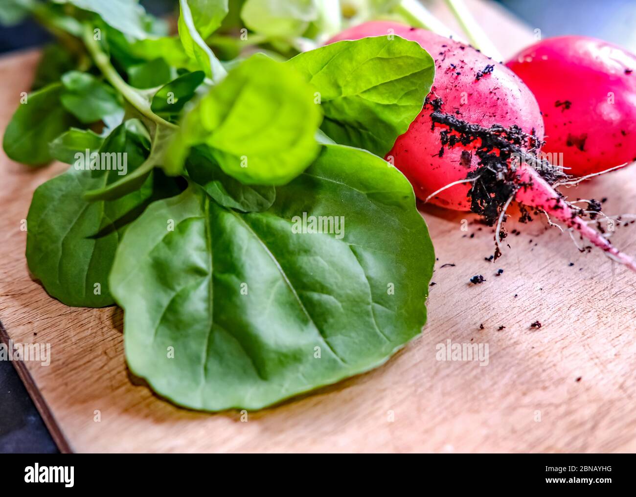 Primo piano di foglie e rafano di spinaci organici appena raccolti in casa su una tavola di legno con fuoco selettivo intenzionale e profondità di campo poco profonda Foto Stock