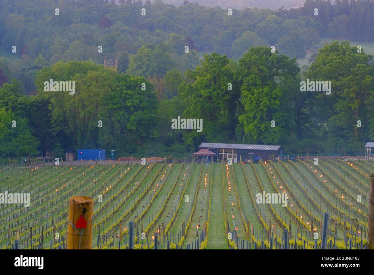 tardi gelo a albury biologico vigneto surrey maggio 2020 Foto Stock