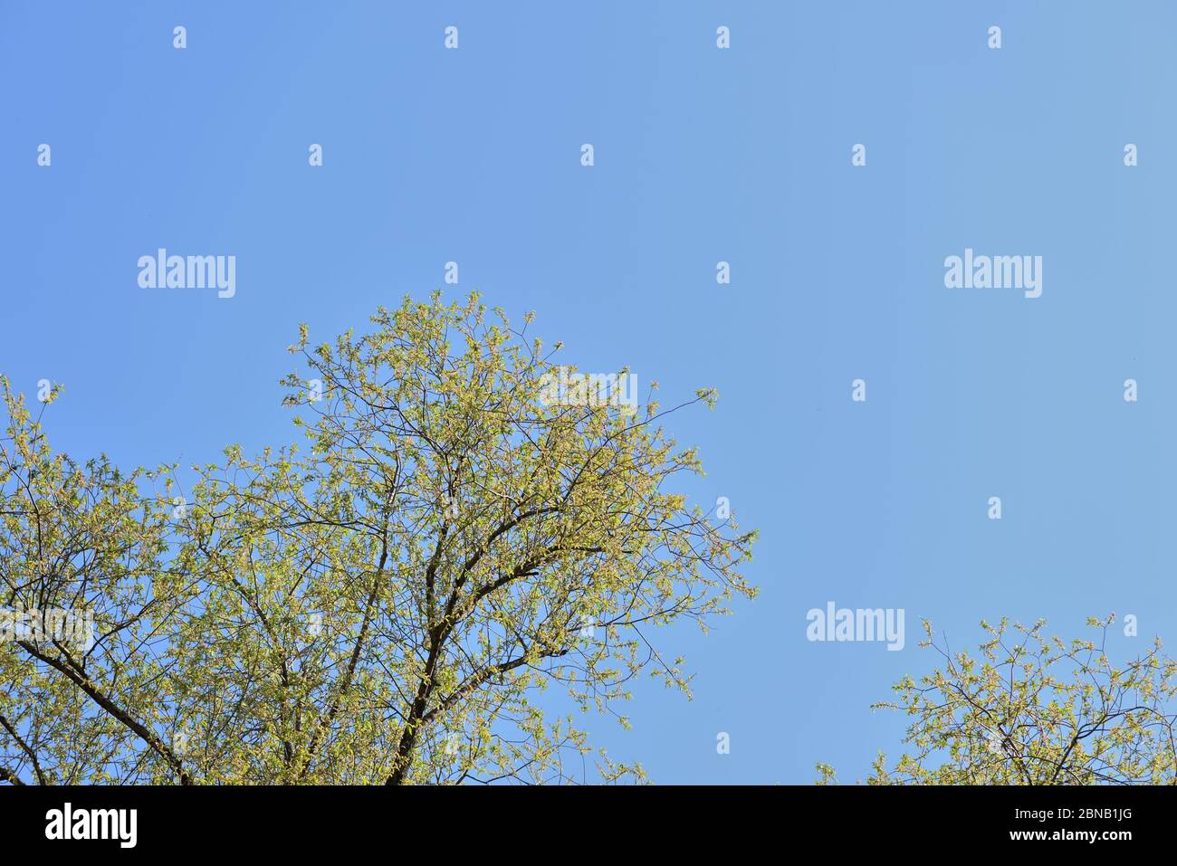 Corone di alberi ricoperte di fogliame fresco e giovane contro un cielo blu in una giornata di sole primavera. Sfondo naturale Foto Stock