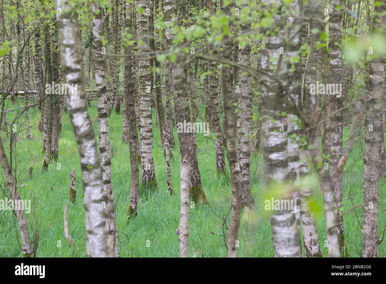 Birkenwald, Birken-Wald, Hänge-Birke, Birke, Sand-Birke, Hängebirke, Sandbirke, Weißbirke, Birkenstamm, Birkenstämme, Stämme Rinde, Borke, Bet Foto Stock