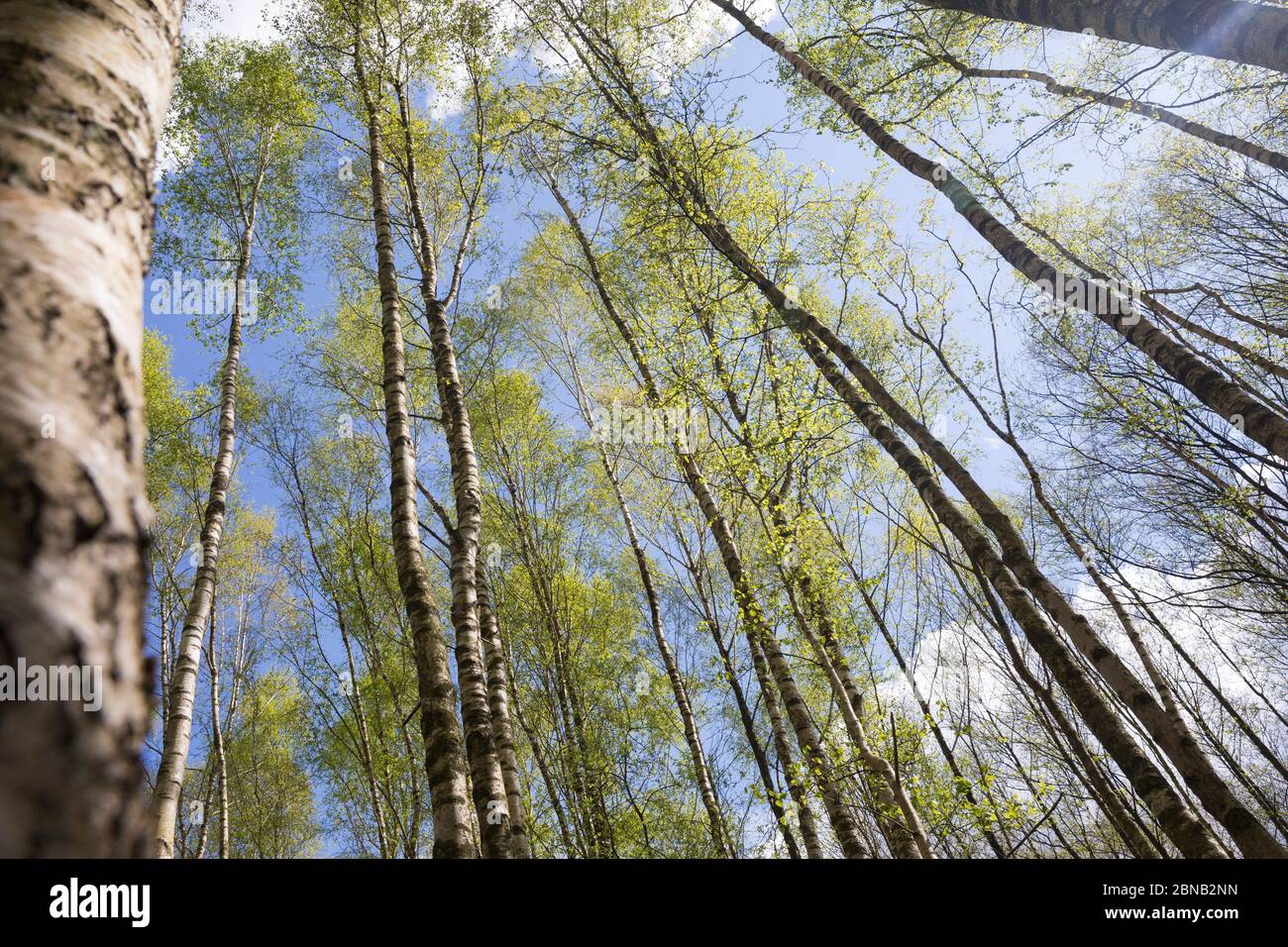 Birkenwald, Birken-Wald, Hänge-Birke, Birke, Sand-Birke, Hängebirke, Sandbirke, Weißbirke, Birkenstamm, Birkenstämme, Stämme Rinde, Borke, Bet Foto Stock