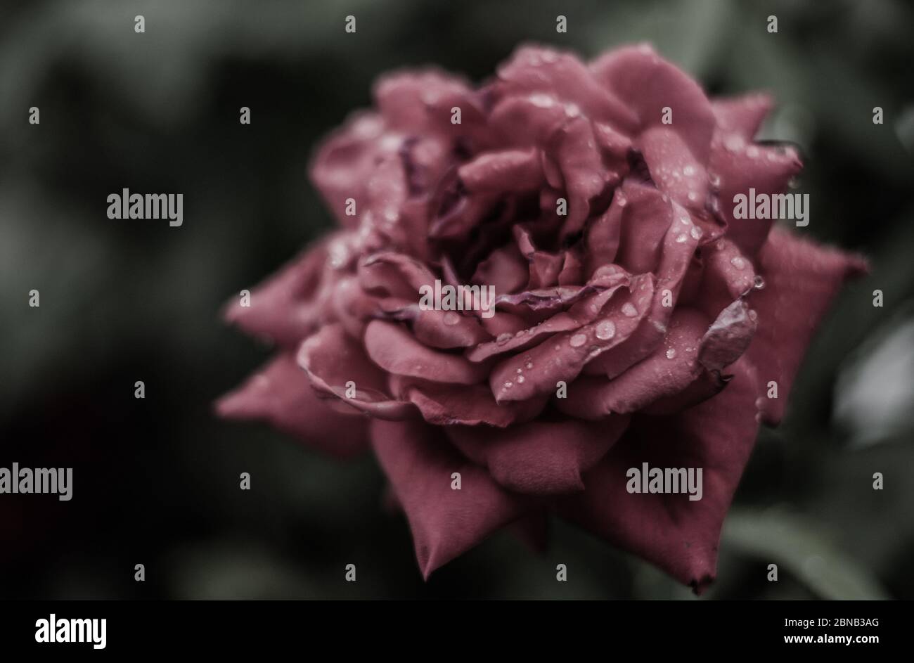 Primo piano di un bel fiore di rose da giardino con petali viola Foto Stock