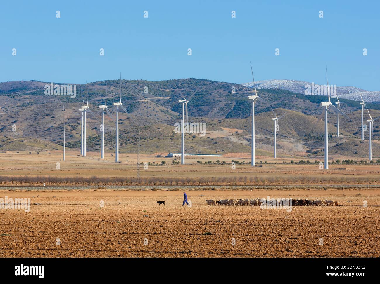 Vicino a la Calahorra, provincia di Granada, Andalusia, Spagna meridionale. Pastore e il suo cane che guida il gregge di pecore. Mulini a vento che producono elettricità nel retro Foto Stock