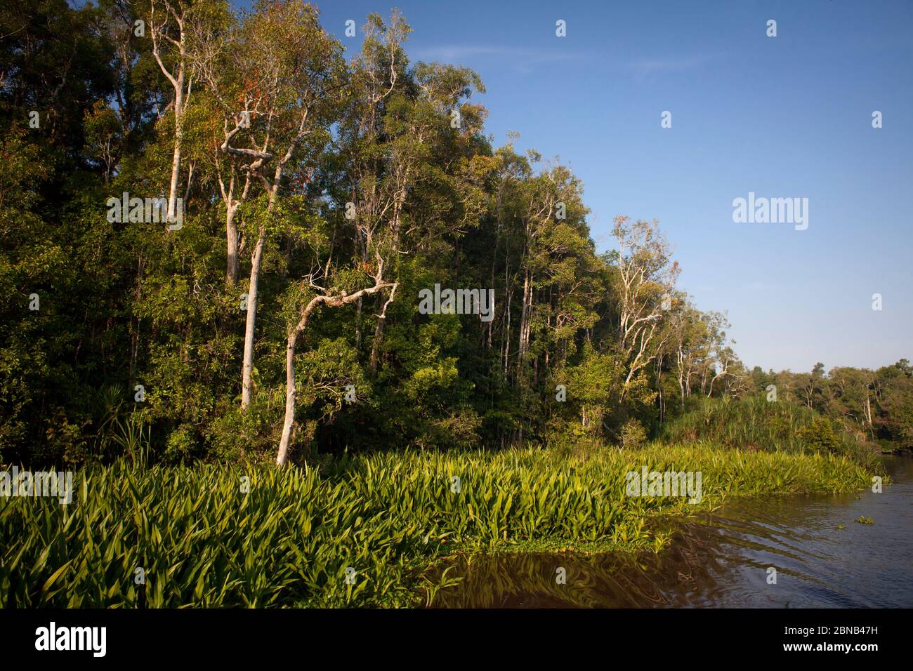 Vista orizzontale della riva del fiume Sekonyer, Parco Nazionale Tanjung Puting, Kalimantan Centrale, Borneo, Indonesia Foto Stock