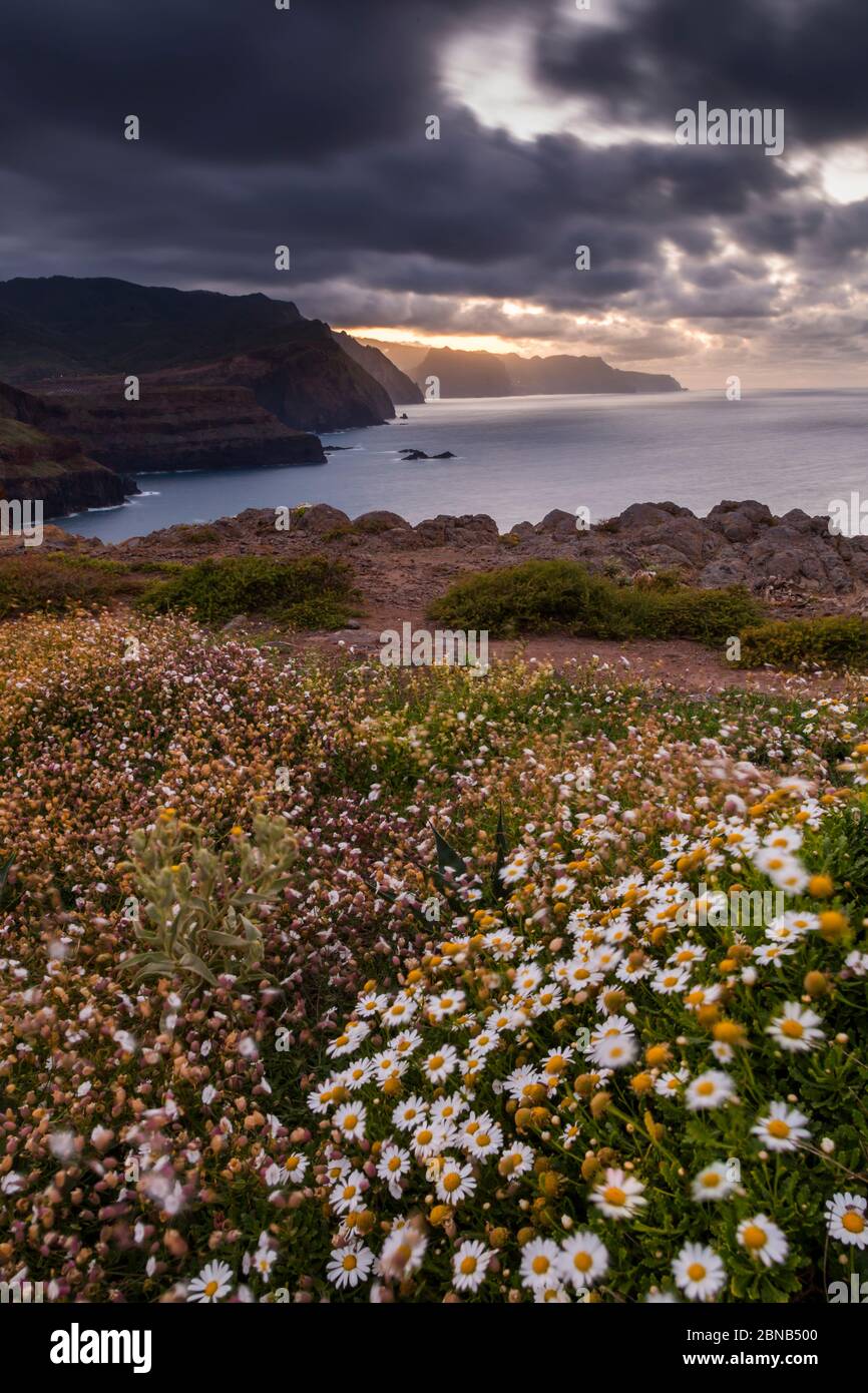 Costa rocciosa alla Ponta da Sao Lourenco e fiori di primavera al tramonto, punta orientale dell'isola, Madeira, Portogallo, Europa Foto Stock