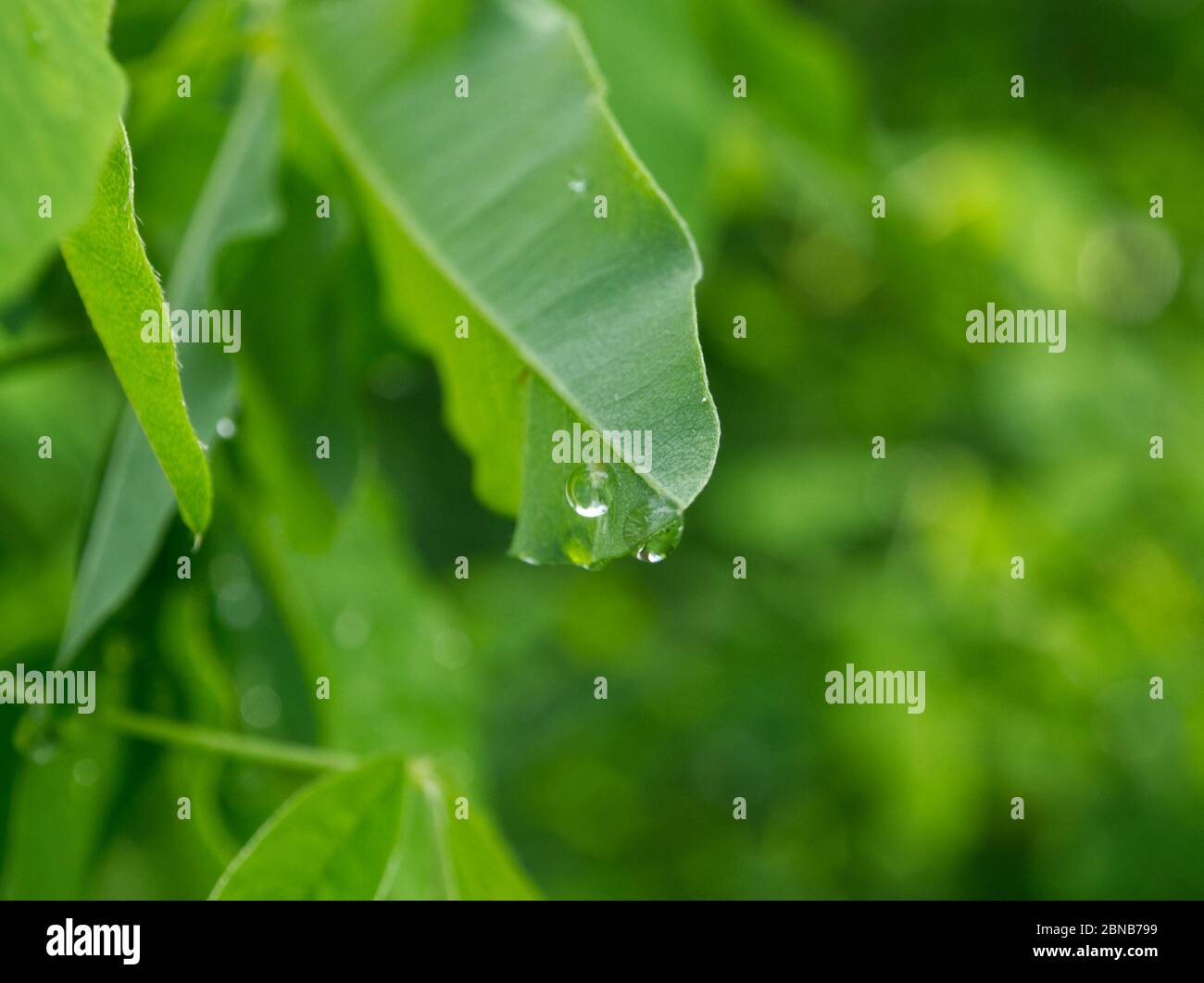 Goccia d'acqua sospesa su una punta verde della foglia sotto la luce di fine giornata in primavera Foto Stock