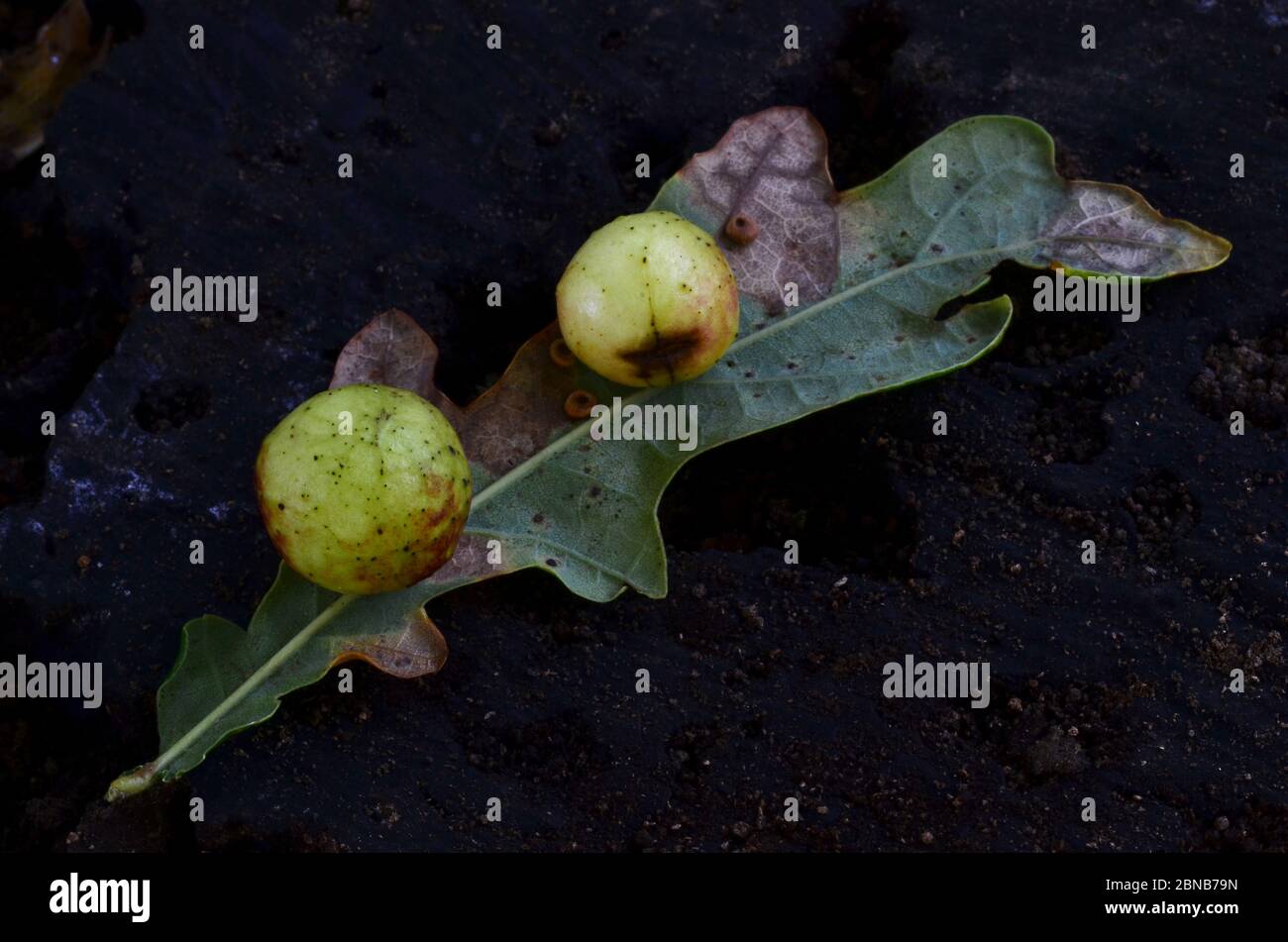 Galline di ciliegio della vespa Cynips quercusfolii sul lato inferiore della foglia di quercia peduncolare. Foto Stock