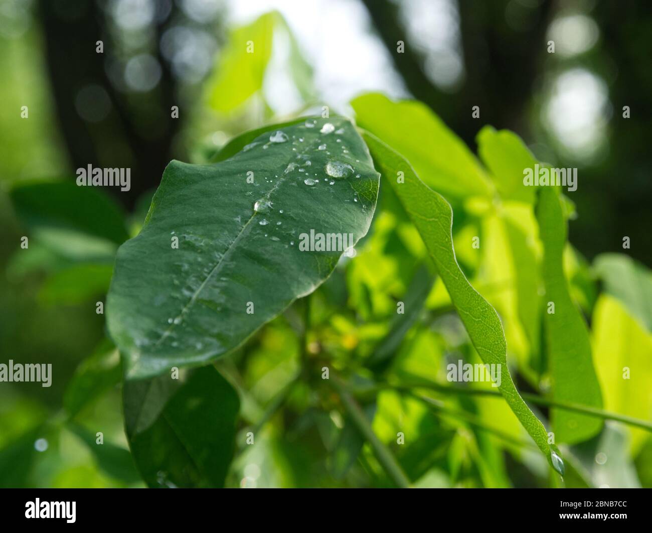 Gocce d'acqua su una superficie verde della foglia sotto la luce di fine giornata in primavera Foto Stock
