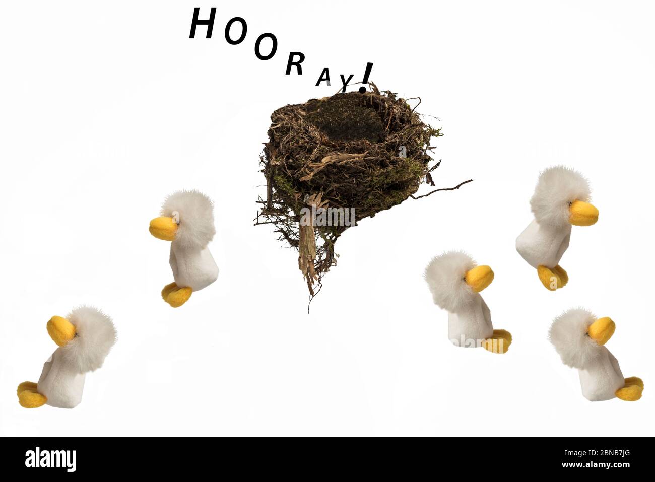 Cinque pulcini peluche saltano da nido di uccelli reali con Hooray sopra, su sfondo bianco. Concept; fuggire dal nido, uscire a casa, nidi vuoti. Foto Stock