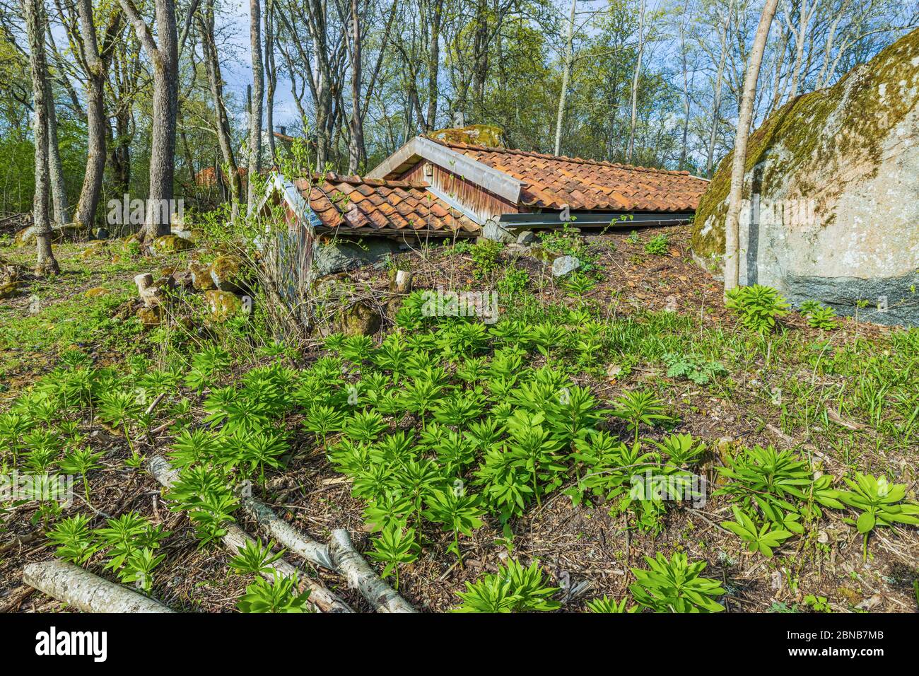 Vista della cantina sotterranea d'epoca sullo sfondo della foresta primaverile. Splendidi sfondi vintage. Foto Stock