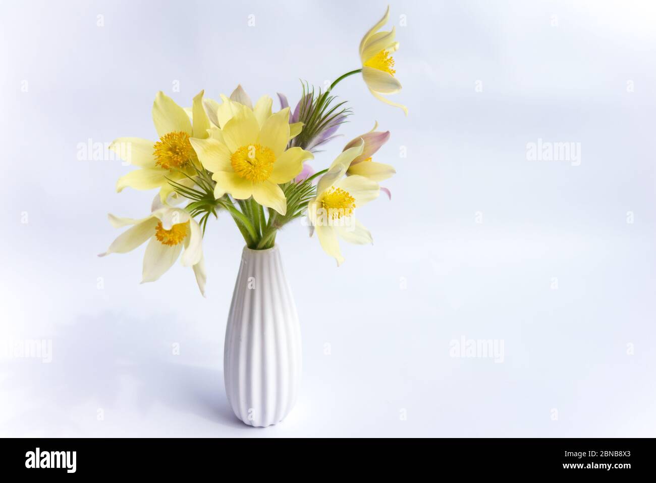 Bouquet di fiori di primavera. Delicati nevicate in vaso bianco su fondo bianco. Simbolo del risveglio primaverile. Foto Stock