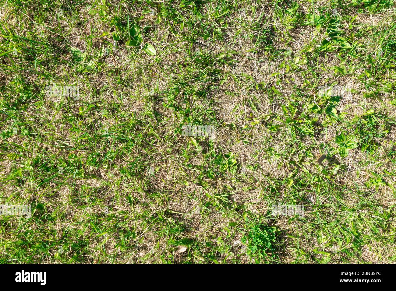 Il prato è in cattive condizioni e richiede manutenzione. Terra senza fertilizzanti non dà abbastanza forza per la crescita di erba verde spessa. Foto Stock
