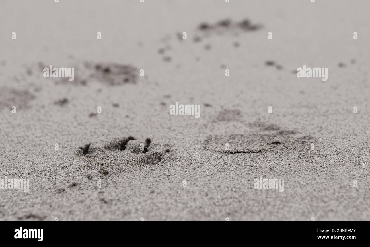 Primo piano delle tracce di un gabbiano sul sabbia in spiaggia Foto Stock