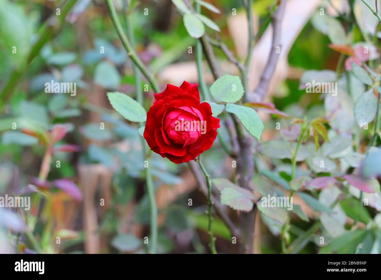 la rosa rossa fiorisce e cresce sulla pianta di fiori in primavera Foto  stock - Alamy