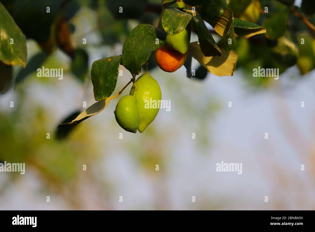 verde rosso e giallo jujubes frutta che cresce su albero in jaipur Foto Stock