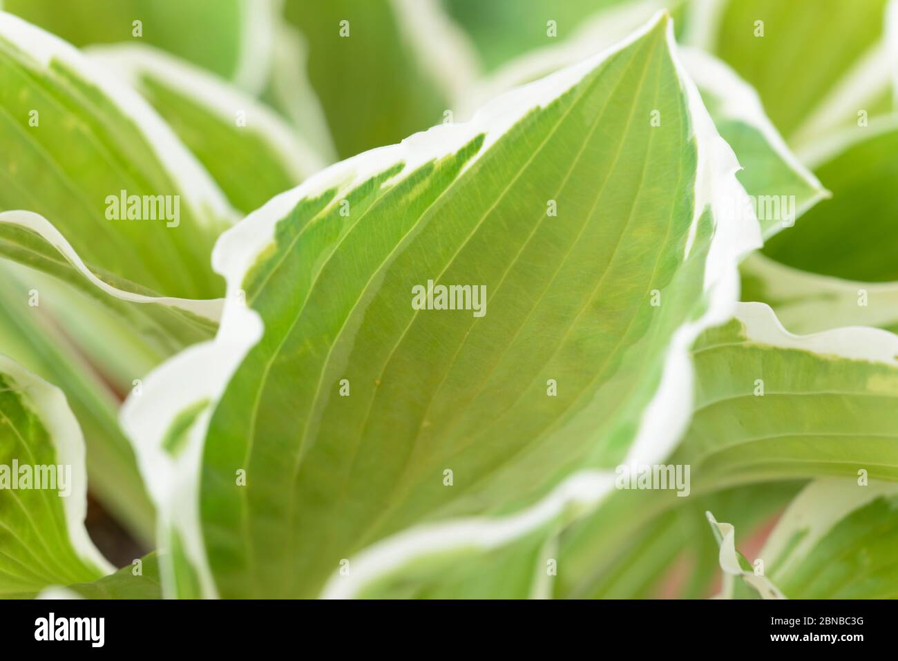 Hosta Plantain giugno giglio Foto Stock