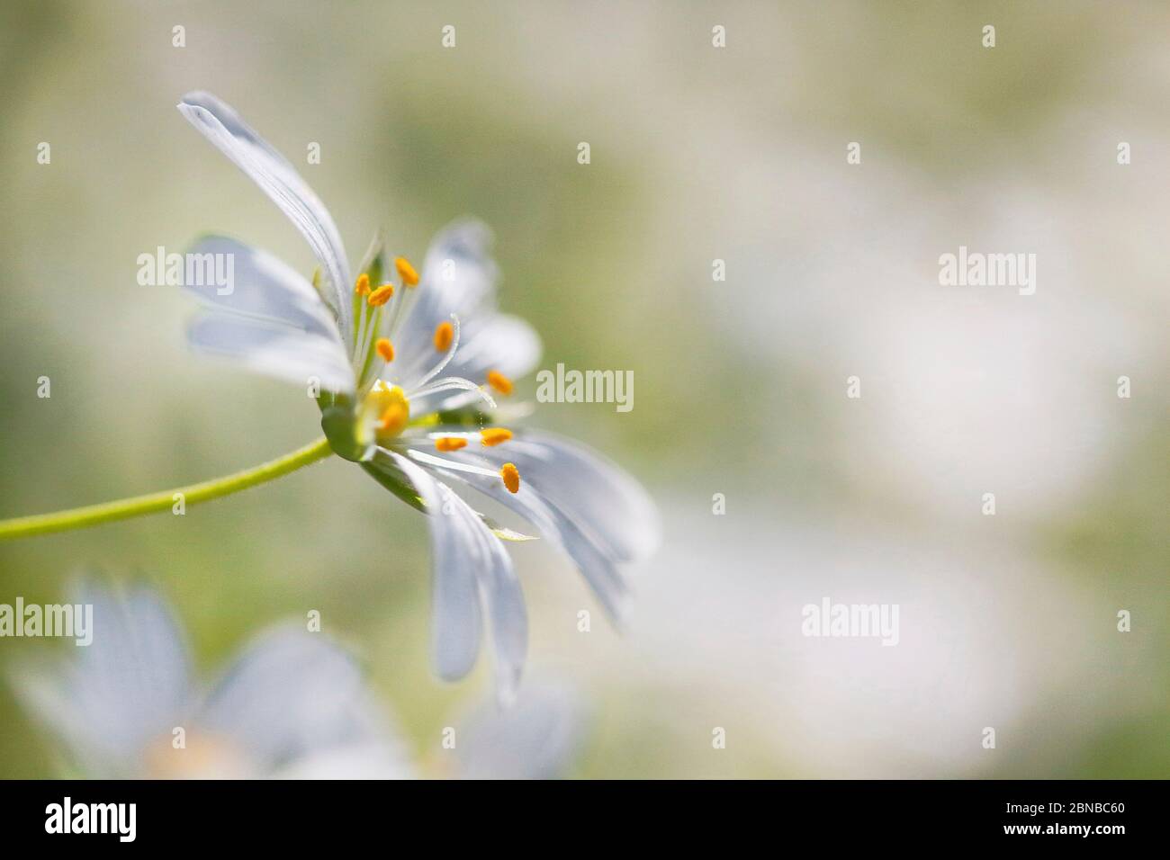 Easterbell starwort, maggiore stitchwort (Stellaria holostea), fiore, in Germania, in Renania settentrionale-Vestfalia Foto Stock