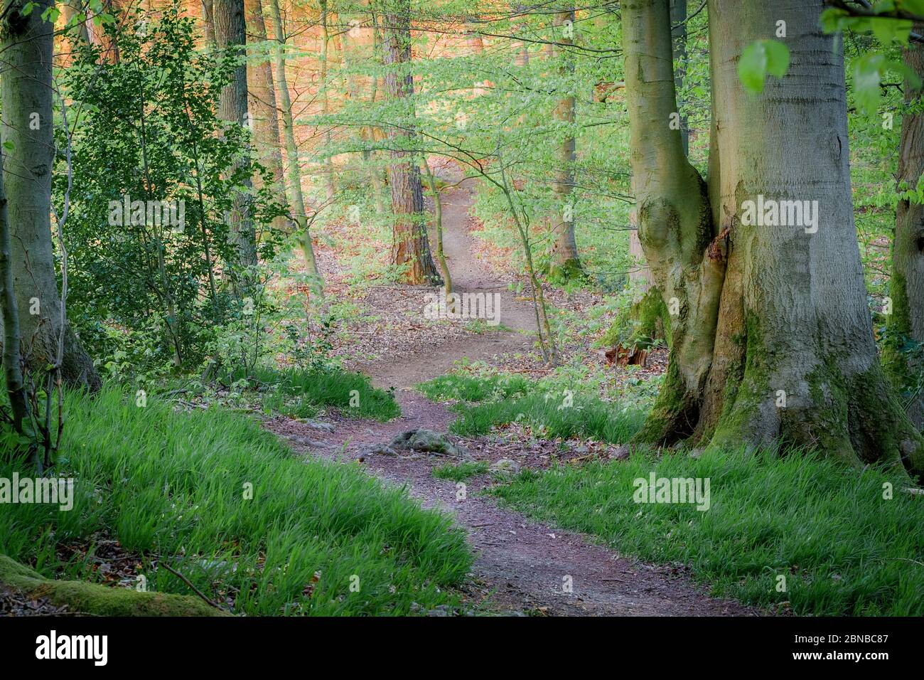 sentiero forestale al Bemberg in Hagen-Hohenlimburg, Germania, Nord Reno-Westfalia, Ruhr Area, Hagen Foto Stock