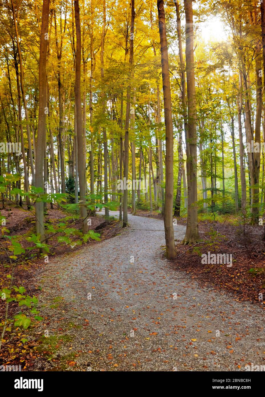 percorso forestale attraverso una faggeta in autunno, Germania, Baviera Foto Stock