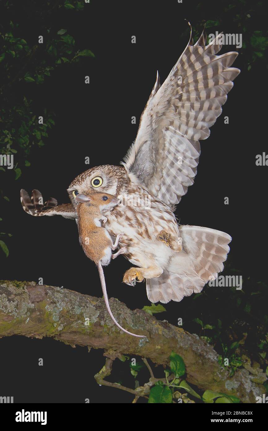 Gufo (Athene noctua), in volo con il topo catturato, colpo di notte, Germania, Baden-Wuerttemberg Foto Stock