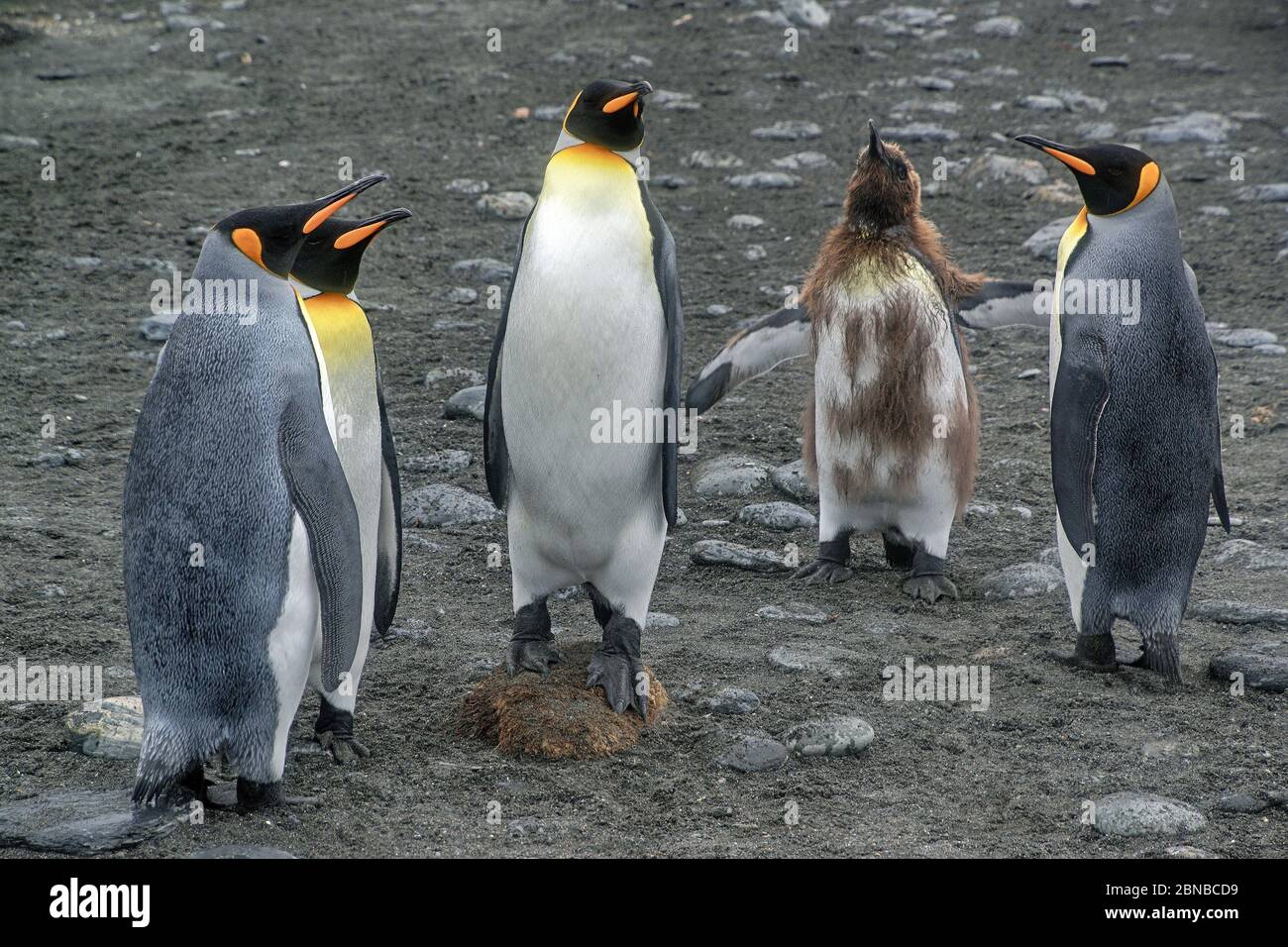 Re pinguino (Apptenodytes patagonicus), quattro adulti con un bambino, Antartide, Suedgeorgien, Cove Cierva, Porto dell'Oro Foto Stock