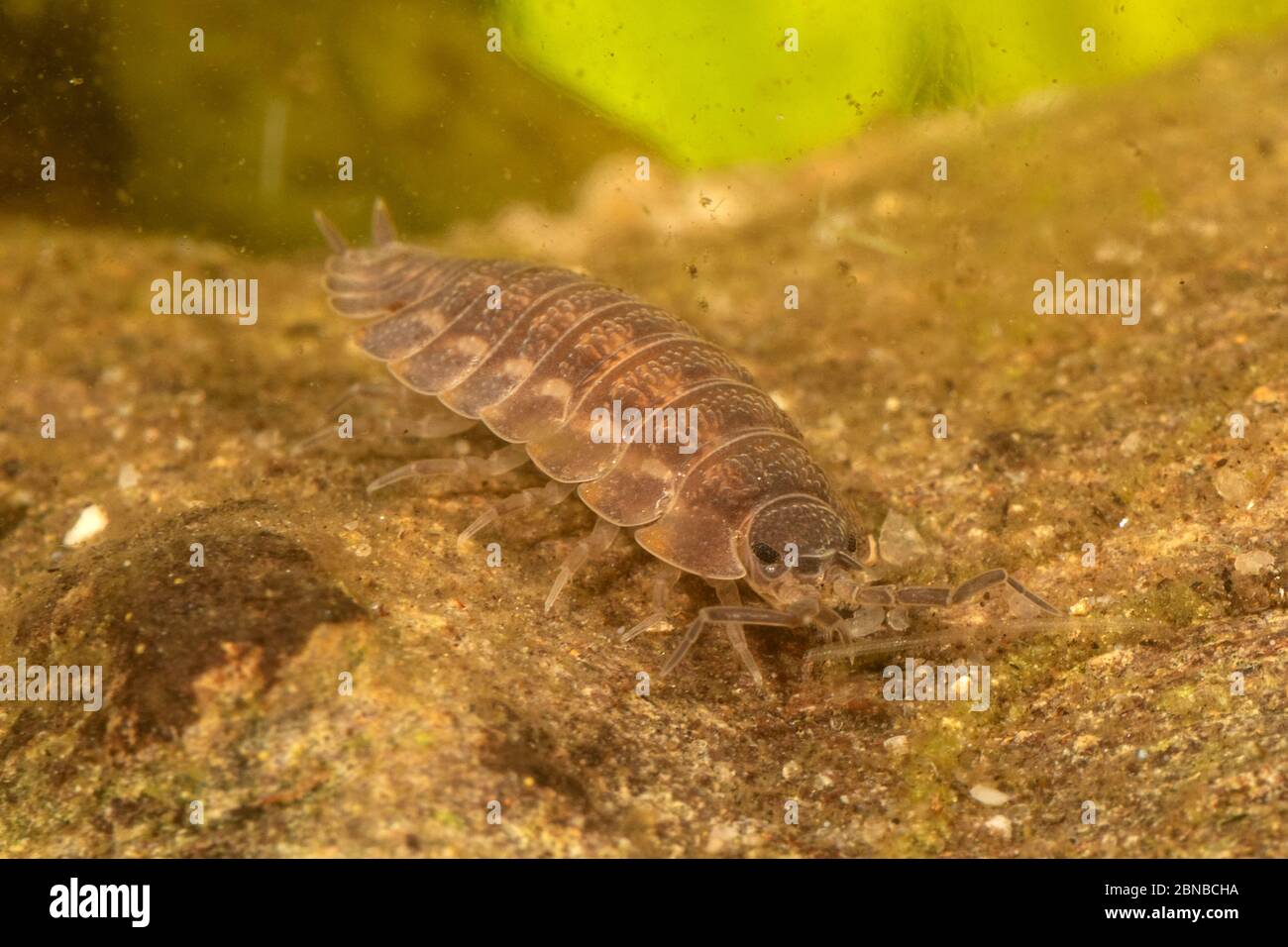 Woodlouse d'acqua dolce, Waterlouse, Acquatico Sowbug, serra d'acqua (asellus aquaticus), alimentazione su legno morto, Germania Foto Stock