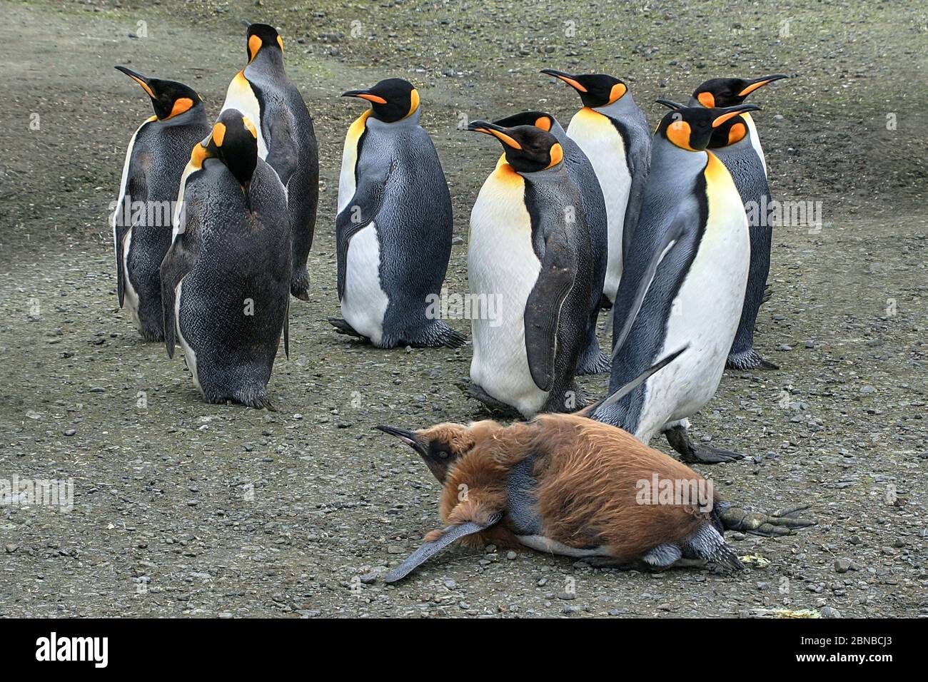 Re pinguino (Atenodytes patagonicus), adulti e giovani, Antartide, pianure di Salisbury, Cove di Cierva Foto Stock