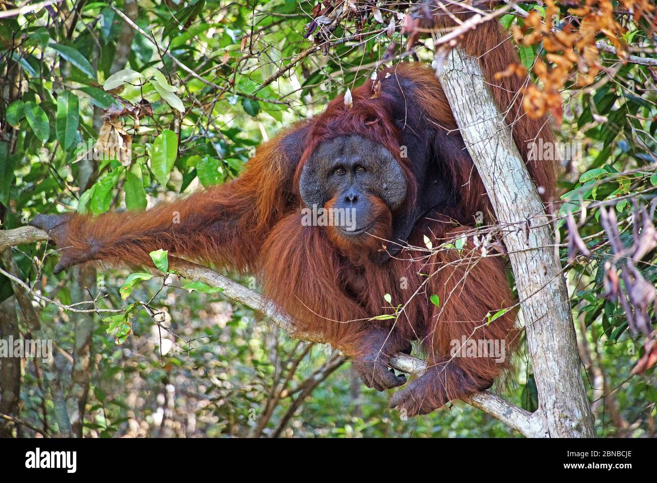 Orangutano borneano (Pongo pygmaeus pygmaeus), maschio, Indonesia, Borneo Foto Stock