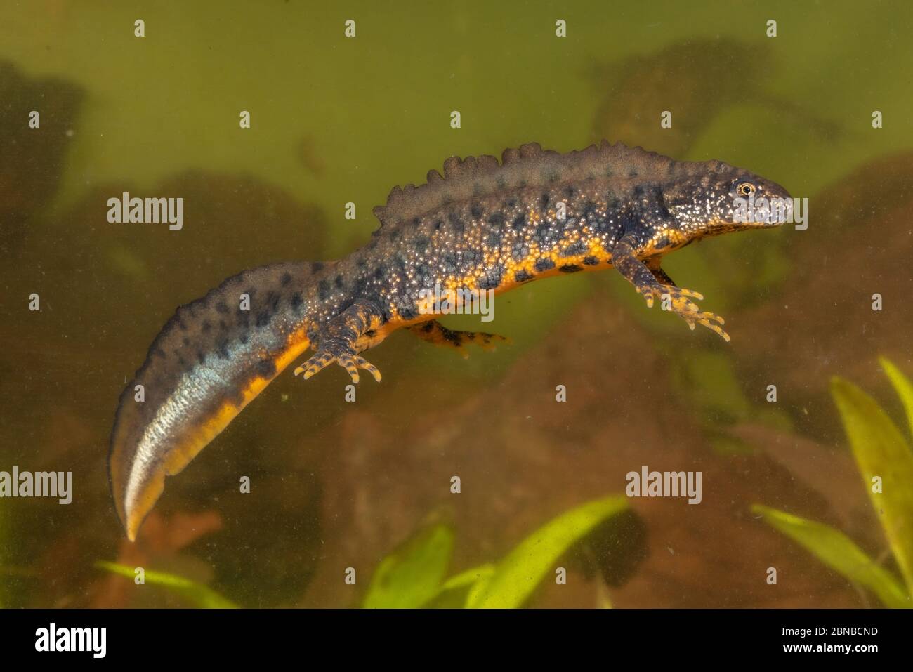 warty newt, crested newt, European crested newt (Triturus cristatus), maschio con colorazione nuziale, galleggianti in acqua, Germania Foto Stock