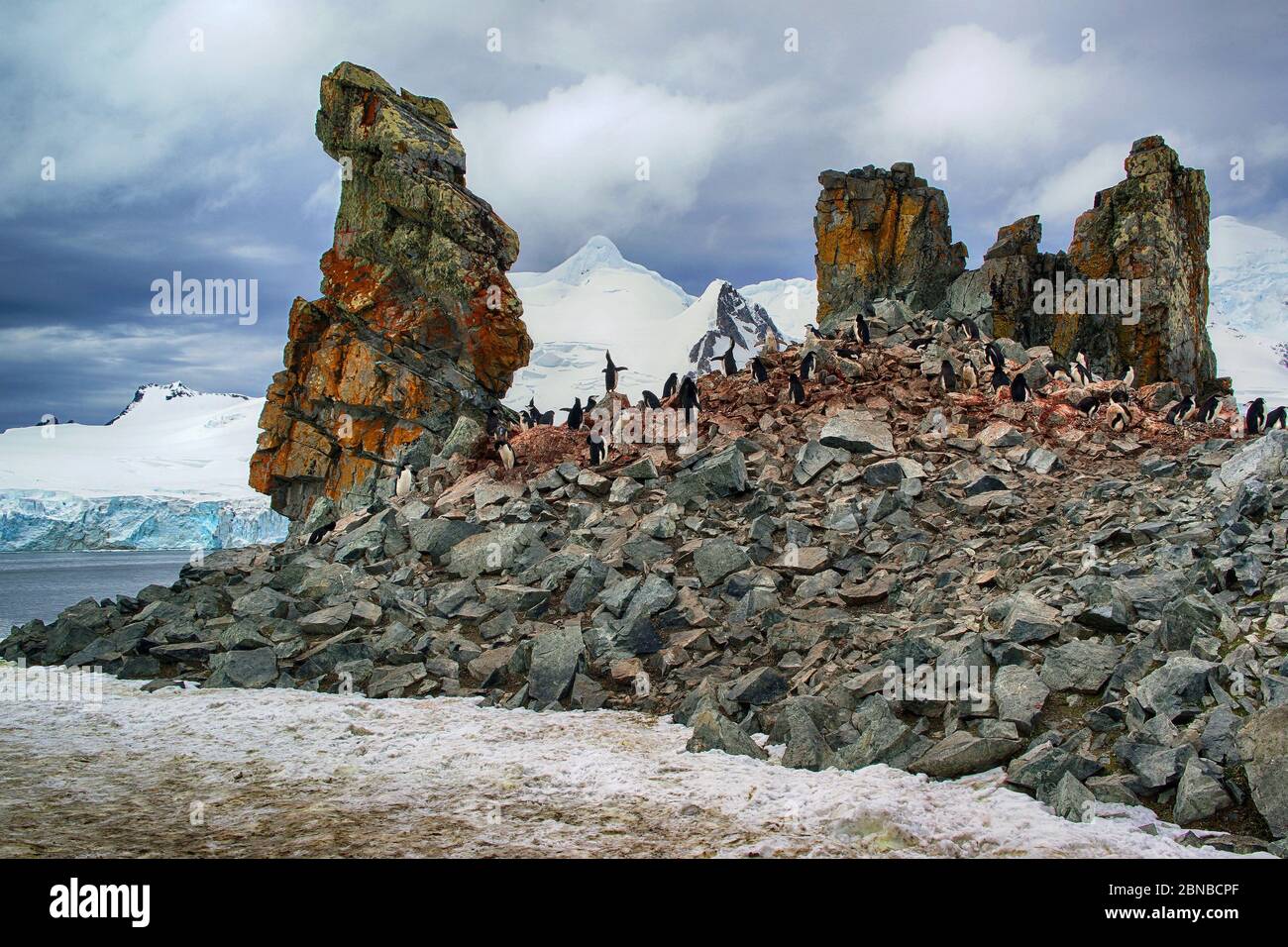 Pinguino bearded, pinguino chinstrap (Pigoscelis antartide, Pigoscelis antarcticus), colonia su rocce alla costa, Antartide, Isola di Mezza Luna Foto Stock