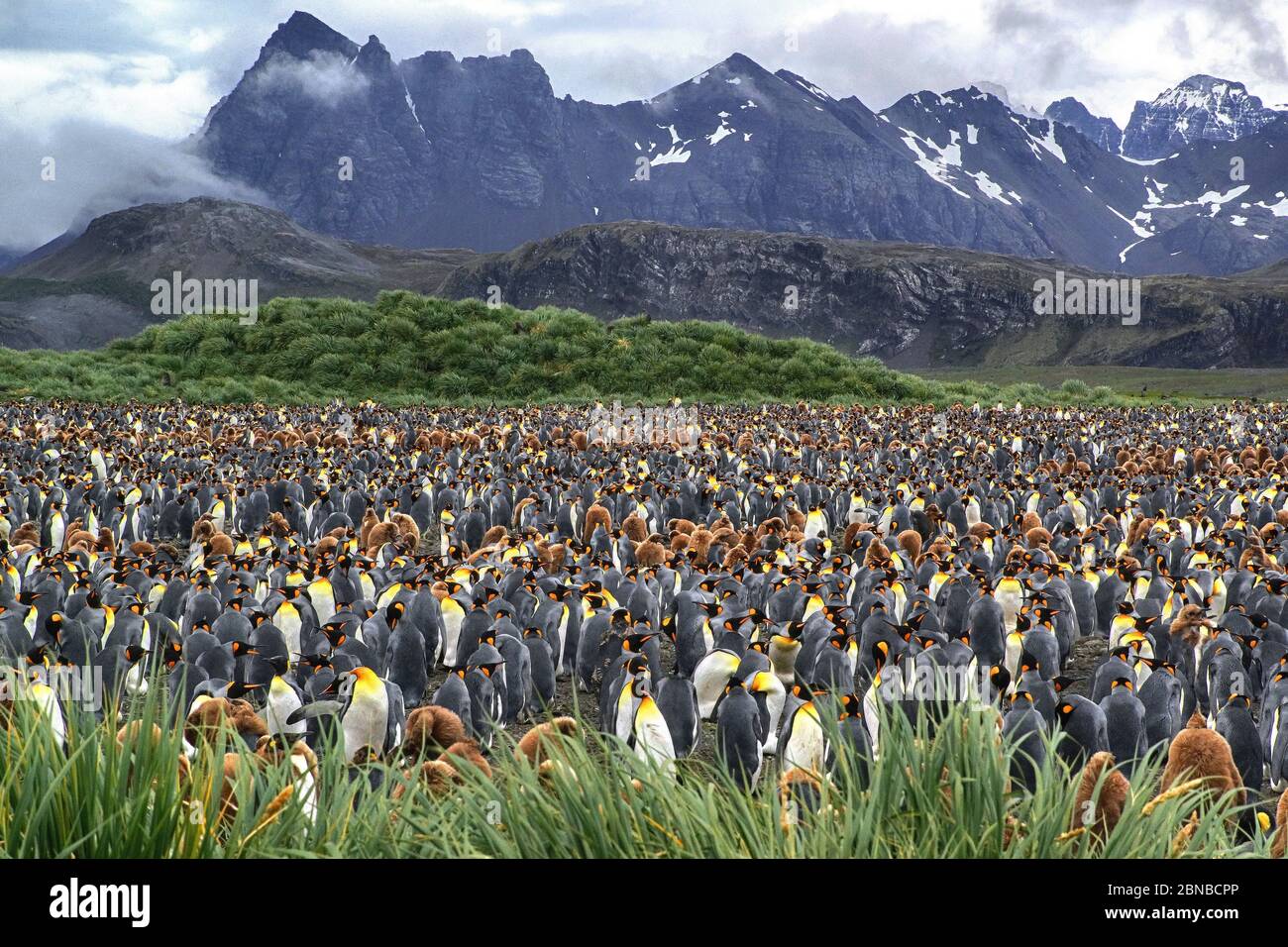 Re pinguino (Atenodytes patagonicus), colonia, Antartide, pianure di Salisbury, Cove Cierva Foto Stock