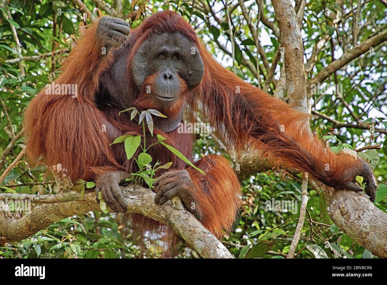 Orangutano borneano (Pongo pygmaeus pygmaeus), maschio, Indonesia, Borneo Foto Stock