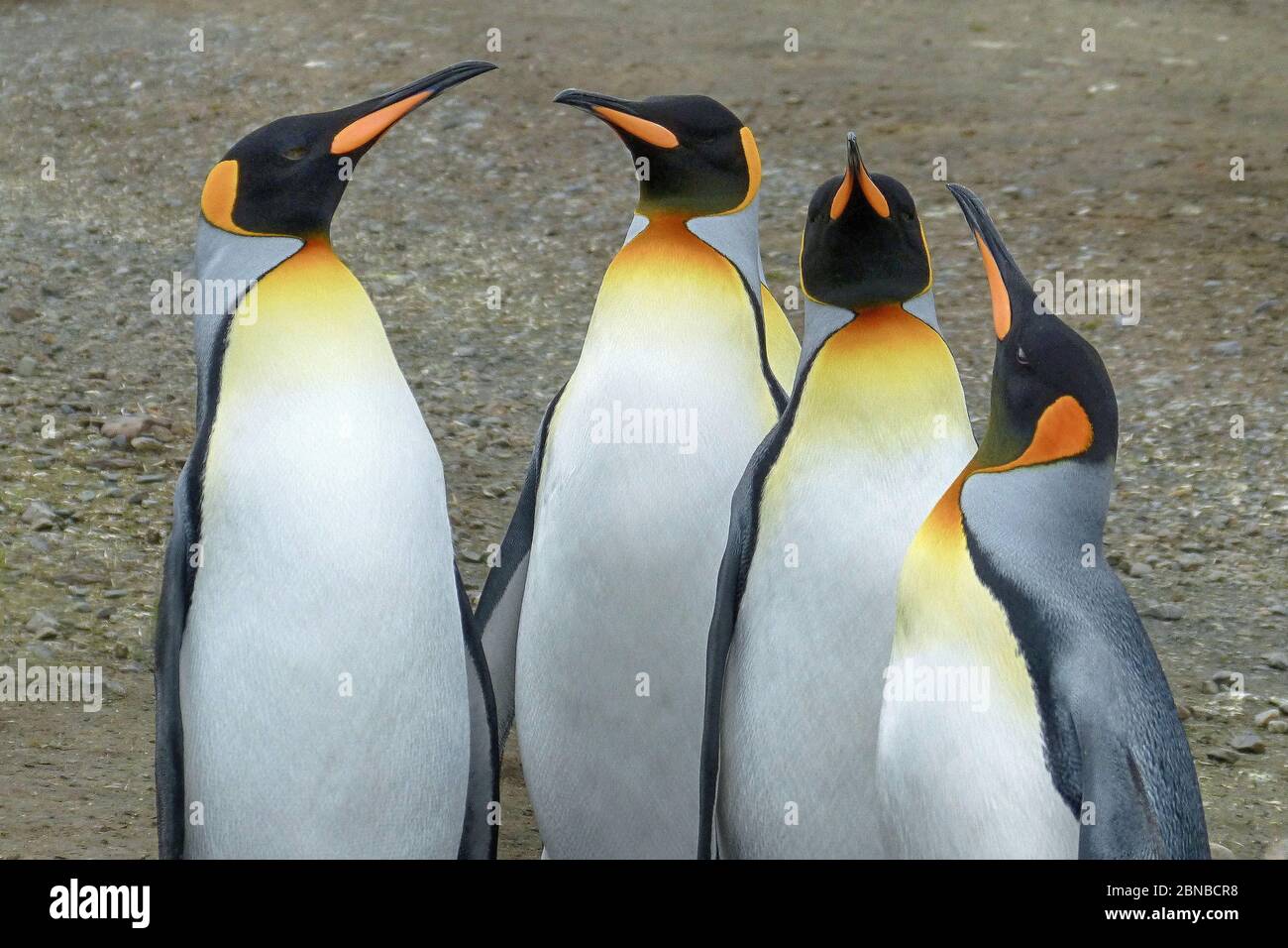 Re pinguino (Atenodytes patagonicus), gruppo, Antartide, pianure di Salisbury, Cove Cierva Foto Stock