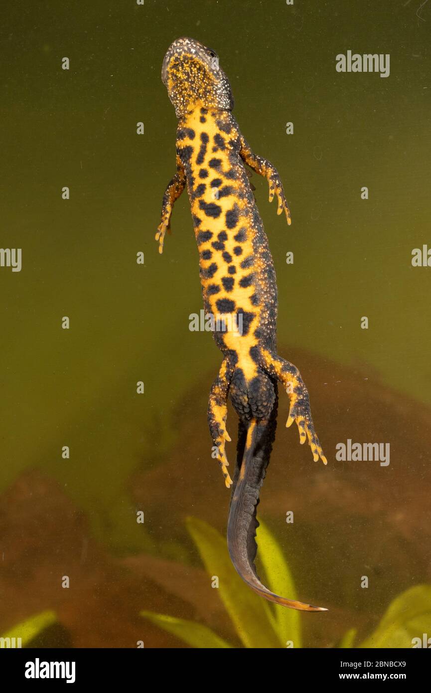warty newt, crested newt, European Creed newt (Triturus cristatus), maschio con colorazione nuziale, immersione per la respirazione, dal basso, Germania Foto Stock