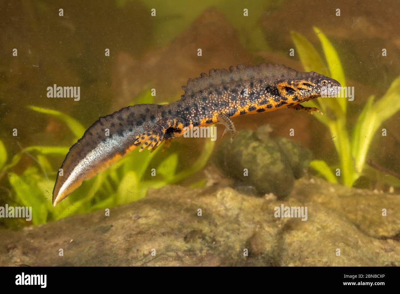 warty newt, crested newt, European crested newt (Triturus cristatus), maschio con colorazione nuziale, Germania Foto Stock