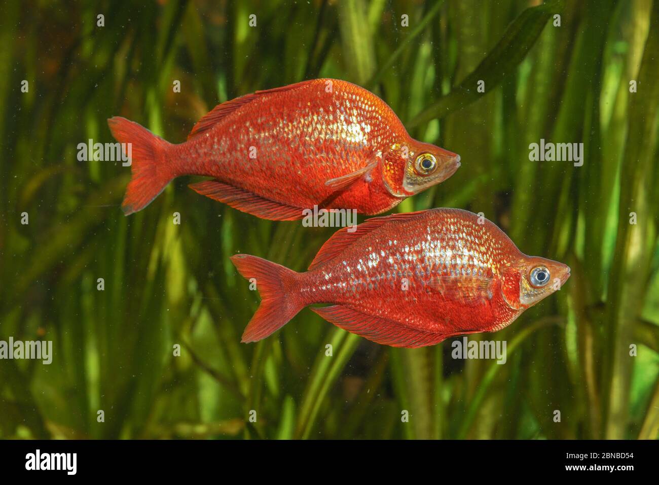 Pesce rosso arcobaleno, pesce rosso salmone, pesce rosso irriano della Nuova Guinea (Glossolepis incisus), con colorazione nuziale Foto Stock