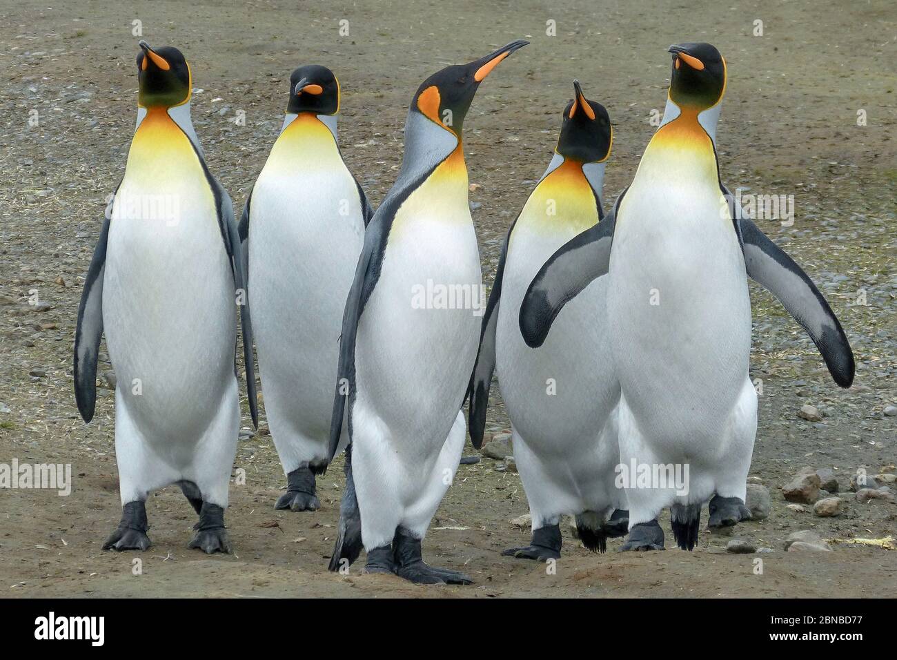 Re pinguino (Atenodytes patagonicus), gruppo, Antartide, pianure di Salisbury, Cove Cierva Foto Stock