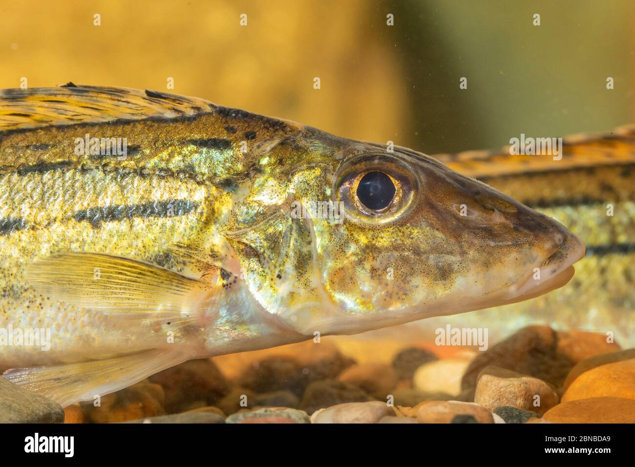 In striping, ruffe schraetzer, Danubio ruffe (Gymnocephalus schraetzer, Gymnocephalus schraetser), ritratto Foto Stock