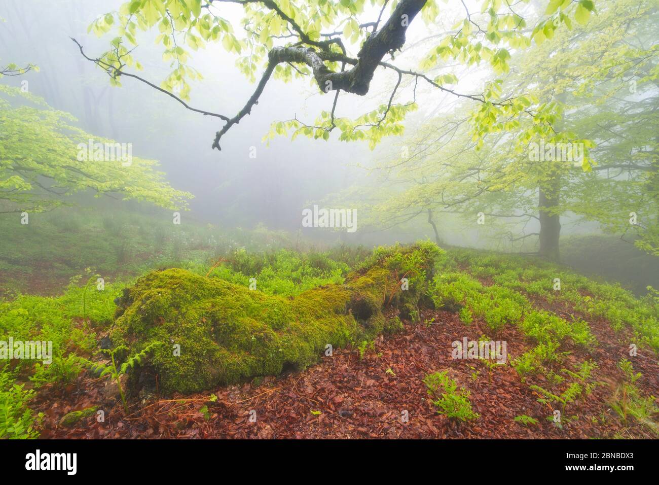 Orozko, Bizkaia/Paesi Baschi; 03 maggio 2014. Una faggeta nella nebbia. Parco Naturale di Gorbeia. Foto Stock