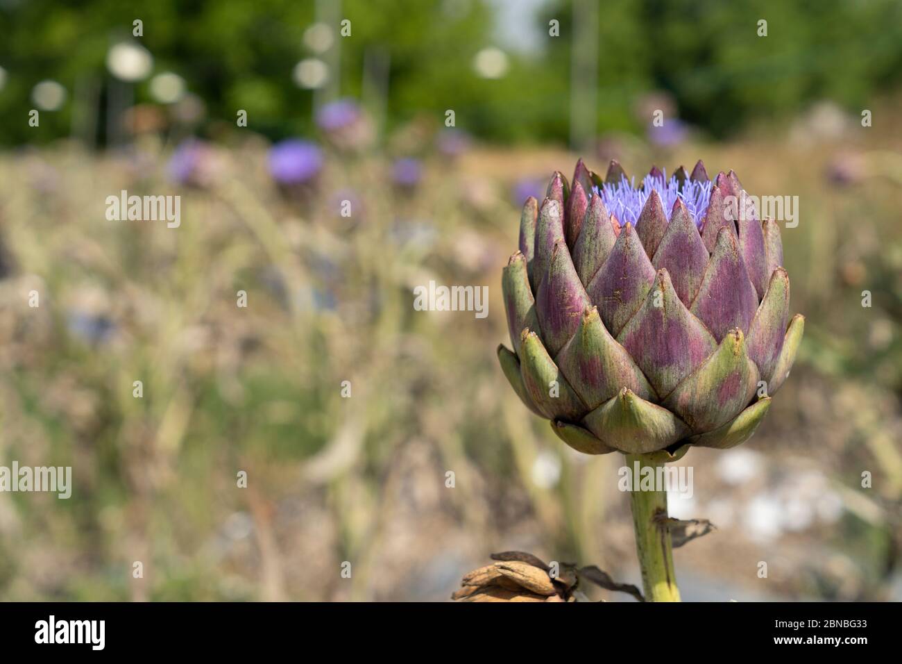 Fiori di carciofo viola organici, primavera Foto Stock